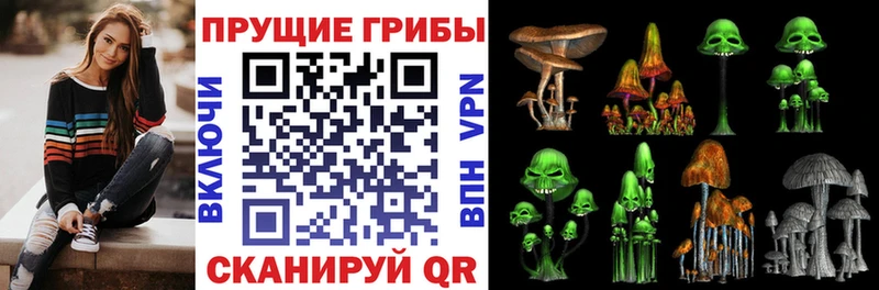 Купить где  Сураж  Псилоцибиновые грибы GOLDEN TEACHER 